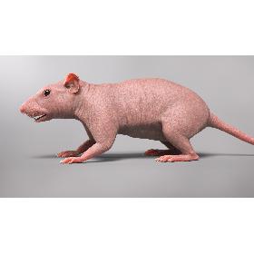 Rat Hairless model
